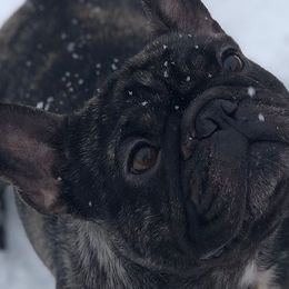 Carlos - French Bulldog