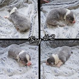 Boy 2 - Gray and white male American Corgi puppy in Natchitoches. La, Louisiana from Bleu Bayou Corgis