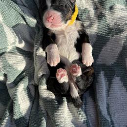 Bernedoodle Puppies from Veterinarian Raised Bernedoodles