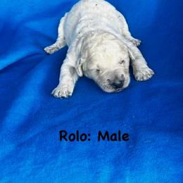 Rolo - Cream male Goldendoodle puppy in Baldwin, Georgia from Simmons F1b Goldendoodles