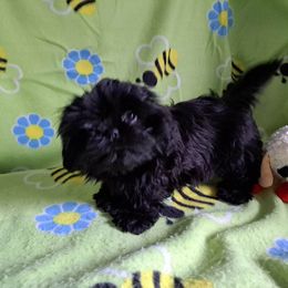 Shih Tzu Puppies from N.F.S.T Imperial ShihTzu Puppies.