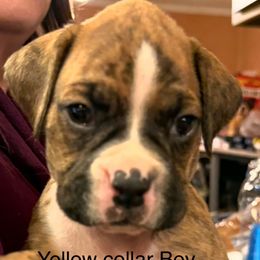 Yellow Collar Boy - Brindle male Boxer puppy in East Longmeadow, Massachusetts from Boxer Bliss