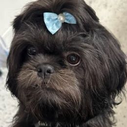 Shih Tzu Puppies from Molly B's ShihTzus