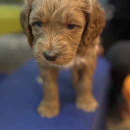 Australian Labradoodle Puppies from NoodleDoodles LLC