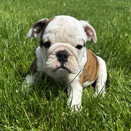 Princess - Red brindle and white female Bulldog puppy in Sanborn, New York from Anthony Manor Bulldogs
