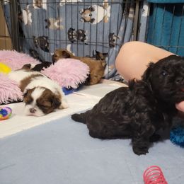 Shih Tzu Puppies from Chimera Shih Tzu