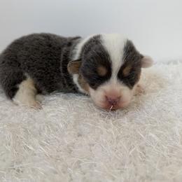 Remi - Blue female Pembroke Welsh Corgi puppy in Hillsville, Virginia from Bonderosa Kennels
