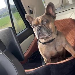 French Bulldog puppies from Montana Made Frenchies