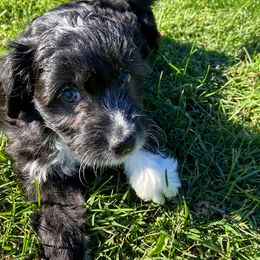 Aussiedoodle, Bernedoodle, and Poodle Puppies from Sis' Doodles & Poodles