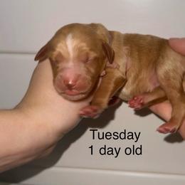 Tuesday - Apricot female Goldendoodle puppy in Suring, Wisconsin from Black Oak Doodles