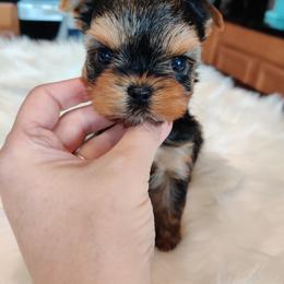 Yorkshire Terrier Puppies from Luxe Yorkshire Terriers