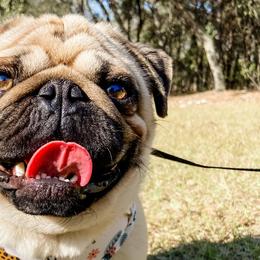 Pugs from Premium Pugs