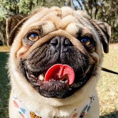Pugs from Premium Pugs