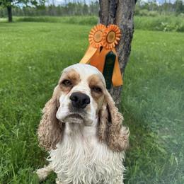Patrick - Cocker Spaniel