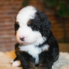 Australian Mountain Doodle Puppies from Brick House Farm Doodles