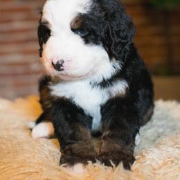 Australian Mountain Doodle Puppies from Brick House Farm Doodles