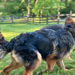German Shepherd Puppies from Golden Ridge
