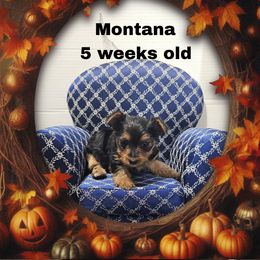 Teal Traditional girl - Black and tan female Yorkshire Terrier puppy in Inverness, Florida from Luvayorkie&more