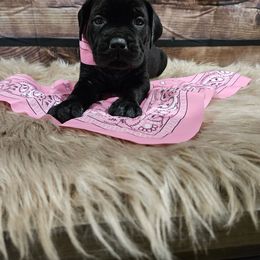Light pink-Straw carrier - Black female Cane Corso puppy in Fritch, Texas from Carrie Brown's Cane Corsos