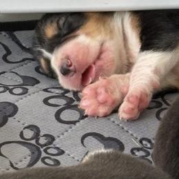 Harrier Puppies from Darkfire Harriers