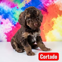 Cortado - Sable female Poodle puppy in Ellenburg Center, New York from Kristin's Puppies
