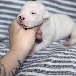 Hayley - White American Staffordshire Terrier puppy in Lizella, Georgia from Aĩne Amstaffs