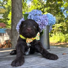 Shoestring - Chocolate male Goldendoodle puppy in Camden, North Carolina from Oopsie Doodles of NC