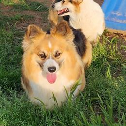 White Star Paproka - Black and tan female Pembroke Welsh Corgi puppy in Mead, Oklahoma from White Star Corgis