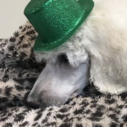 Poodle Puppies from Rosebud Standard Poodles