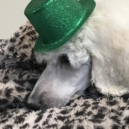 Poodle Puppies from Rosebud Standard Poodles