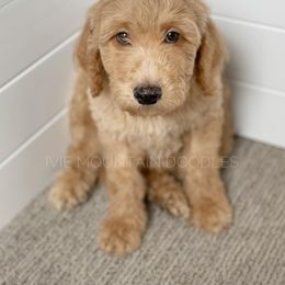 Goldendoodle Puppies from Ivie Mountain Doodles
