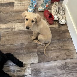 White mocha - Cream female Goldendoodle puppy in Fairview, Utah from Doodle Café