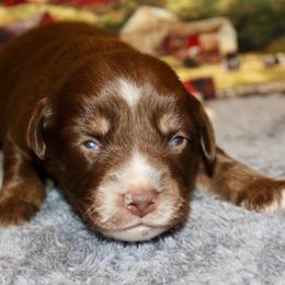 Red Tri - Red tri male Miniature Australian Shepherd puppy in Ronan, Montana from Dirt Road Aussie’s of Montana