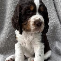 Girl 2 - female English Springer Spaniel puppy in Fort Collins, Colorado from Indy Star Springers