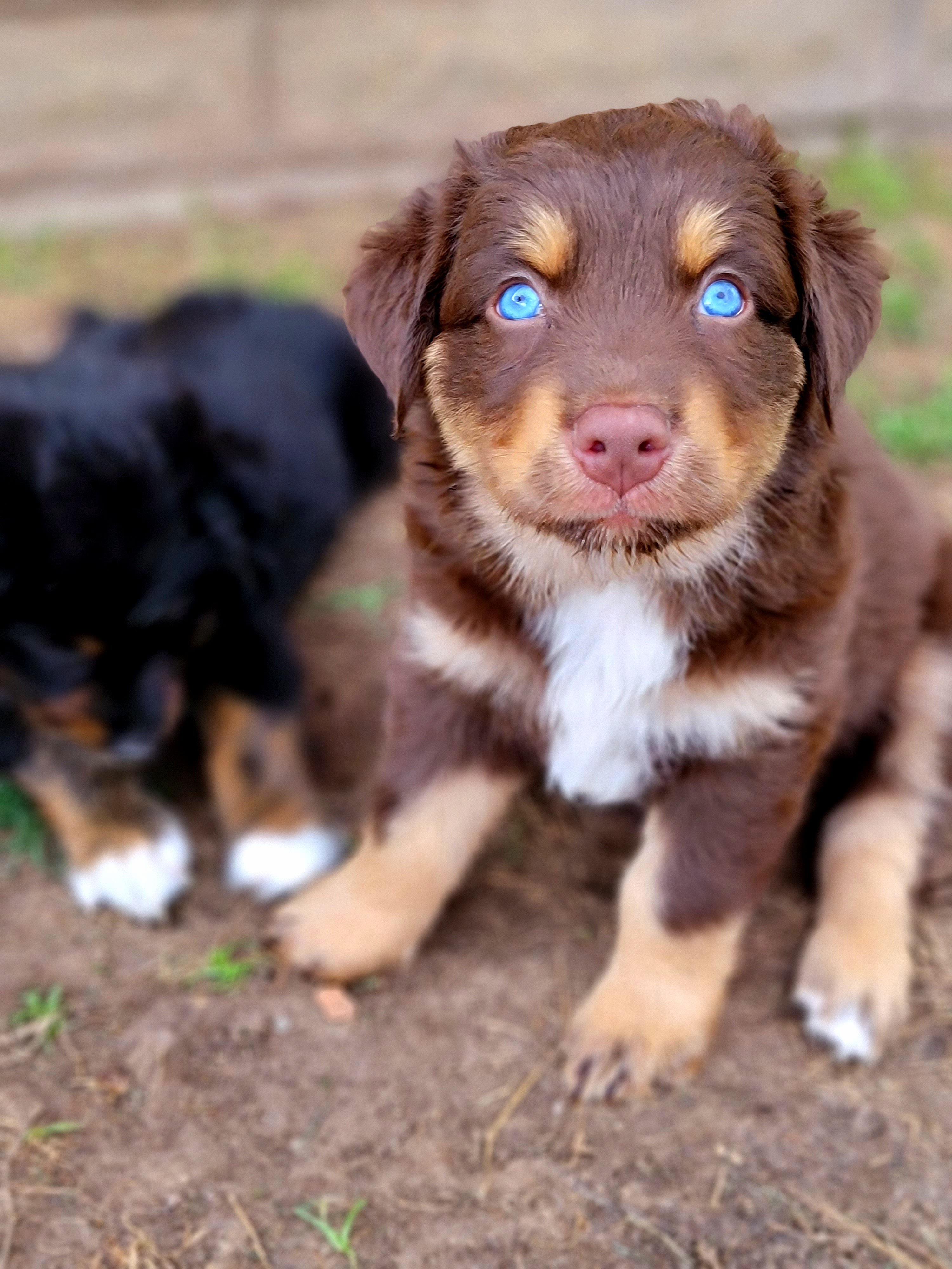 Cub - Red tri-color Australian Shepherd puppy in Glendale, Arizona from Kerr Aussies