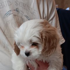 Cavachon and Cavalier King Charles Spaniel Puppies from The House of Wiggle Waggle