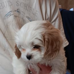 Cavachon and Cavalier King Charles Spaniel Puppies from The House of Wiggle Waggle