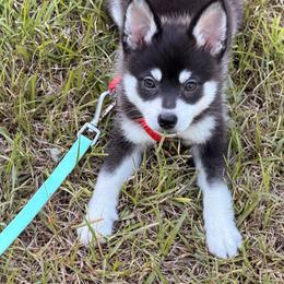 Rhode - Black and white male Alaskan Klee Kai puppy in Richlands, North Carolina from Regal Alaskan Klee Kai
