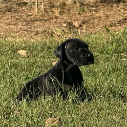 Andreen - Black female Great Dane puppy in Jerusalem, Arkansas from Mara Danes