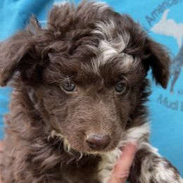 Boy 3 - Brown merle male Mudi puppy in Raeford, North Carolina from Wodan Kennels