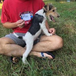 Wire Fox Terrier Puppies from Lyndon Meadow Farm