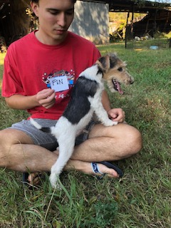 Wire Fox Terrier Puppies from Lyndon Meadow Farm