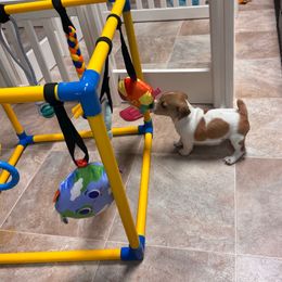 Timmy - Brown and white male Jack Russell Terrier puppy in Greeneville, Tennessee from Wampler Jacks
