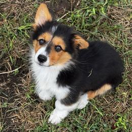 Honey - Black and tan female Pembroke Welsh Corgi puppy in Nortonville, Kansas from Low Riders Corgis & Mini Aussies