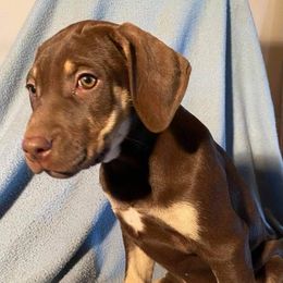 Girl 4 - Catahoula Leopard Dog puppy in Pavillion, Wyoming from TNT Catahoulas