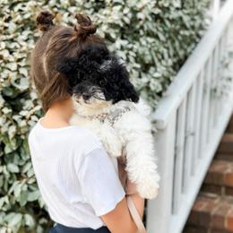 Pooh Bear - Parti male Poodle puppy in Chapel Hill, North Carolina from Cyndi’s Poodles