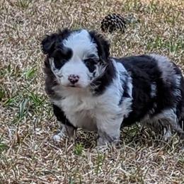Aussiedoodle and Miniature American Shepherd Puppies from Lori Davis