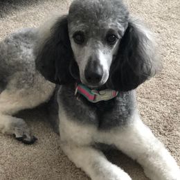 Poodles from Moyen Poodles of The Magic City