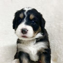 Pepper - F1 Small Standard - Tri-color Bernedoodle puppy in Waco, Texas from Hope Valley Doodles