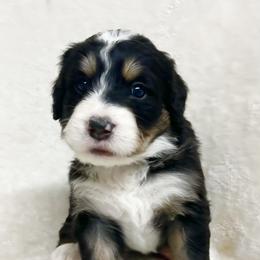 Pepper - F1 Small Standard - Tri-color Bernedoodle puppy in Waco, Texas from Hope Valley Doodles